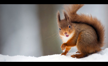 Bing Squirrel Wallpaper