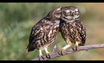 Bing Wallpapers Owl
