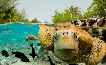 Bing Sea Turtle