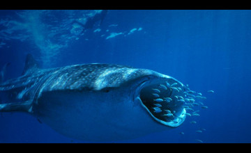 Bing Whale
