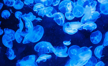 Bioluminescence Backgrounds