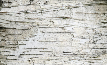 Birch Bark Wallpaper Canada