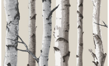 Birch Tree Wallpaper Border