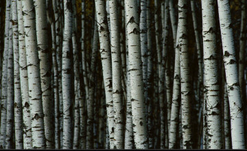 Birch Tree Wallpaper Canada
