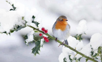 Bird in Snow Wallpapers