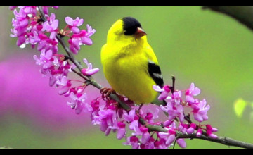 Birds and Flowers Wallpaper