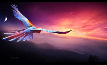 Birds Flying Wallpapers