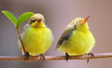 Birds Nature Wallpapers