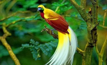 Birds Of Paradise Wallpaper