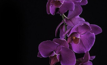 Black and Purple Orchid