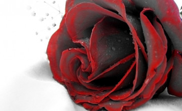Black and Red Rose Wallpapers