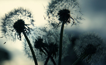 Black and White Dandelion Wallpapers