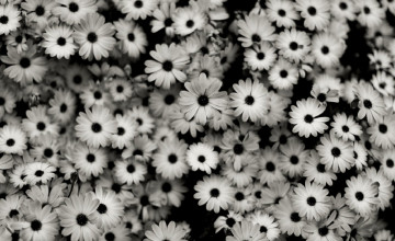 Black and White Floral Desktop