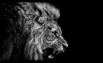 Black and White Lion Wallpapers