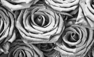 Black And White Roses Wallpaper