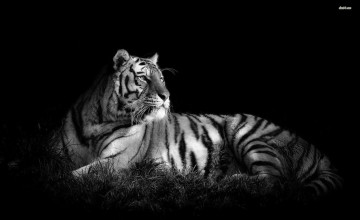 Black and White Tiger Wallpaper