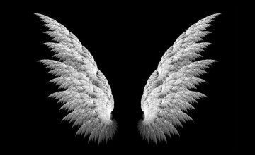 Black And White Wings Wallpapers
