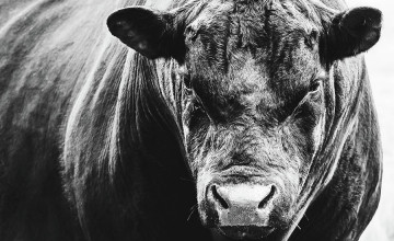 Black Angus Cow Drawing Wallpapers