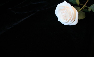 Black Background Wallpaper with Flowers