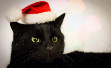 Black Cat Christmas