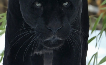 Black Jaguar HD Mobile Wallpaper