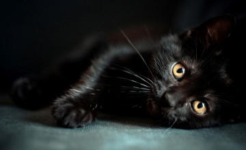 Black Kitten Wallpapers