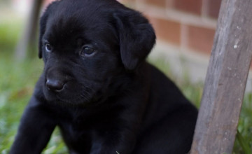 Black Lab Puppies Wallpapers