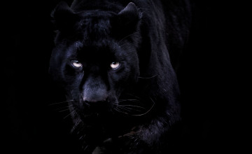 Black Panther Animal 4K Wallpapers