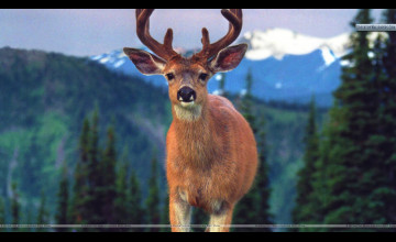 Blacktail Deer 