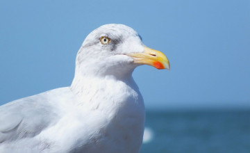 Blue and White Seagull
