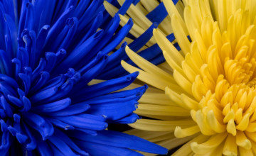 Blue And Yellow Flowers Wallpapers