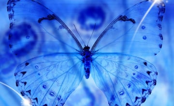 Blue Butterfly Wallpaper Background