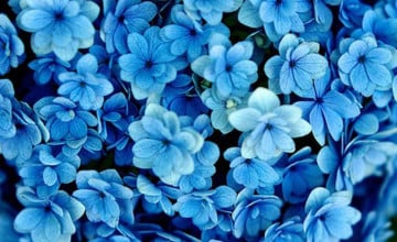 Blue Flower Wallpaper Background