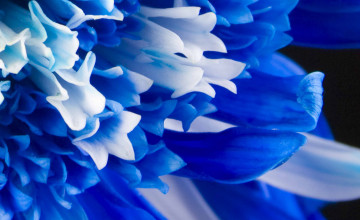 Blue Flowered Wallpaper