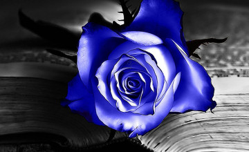 Blue Rose Backgrounds Wallpapers
