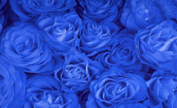 Blue Rose for Desktop