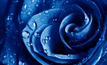 Blue Rose Wallpapers HD