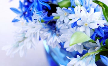 Blue Wallpaper with White Flowers