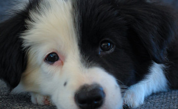 Border Collie Puppy Wallpapers