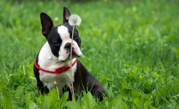 Boston Terriers Wallpapers