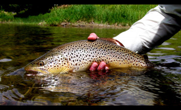 Brown Trout Wallpapers