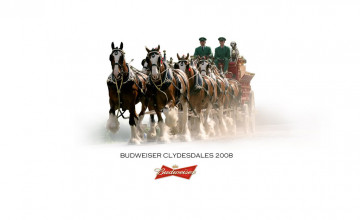 Budweiser Clydesdale Wallpapers
