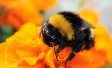 Bumble Bee Wallpapers