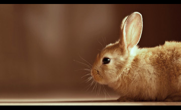 Bunny HD