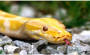 Burmese Python