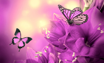 Butterfly And Flower Wallpaper