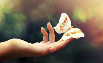 Butterfly In Hand Wallpapers