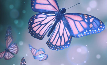 Butterfly Pictures Wallpapers