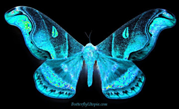 Butterfly Screensavers and Wallpapers