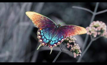 Butterfly Hd